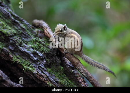 Marittima scoiattolo striato (Tamiops maritimus) in Da lat, Vietnam Foto Stock