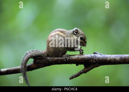 Marittima scoiattolo striato (Tamiops maritimus) in Da lat, Vietnam Foto Stock