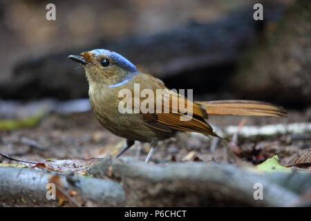 Grandi niltava (Niltava grandis) decorata in Da lat, Vietnam Foto Stock