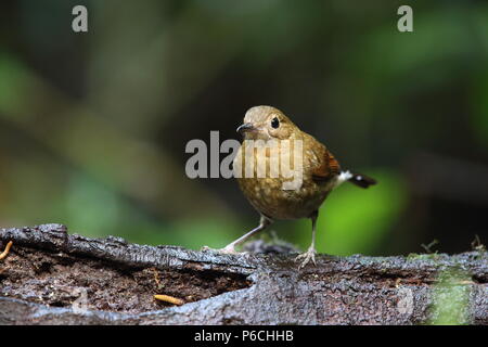 White-tailed robin (Myiomela leucura) in Da lat, Vietnam Foto Stock