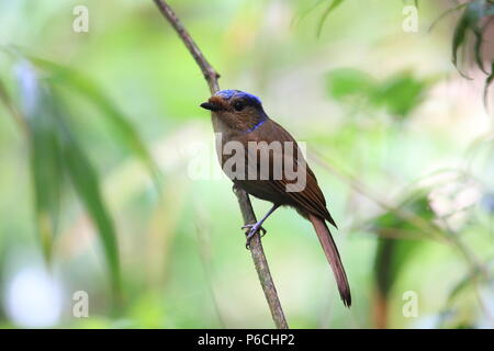 Grandi niltava (Niltava grandis) decorata in Da lat, Vietnam Foto Stock