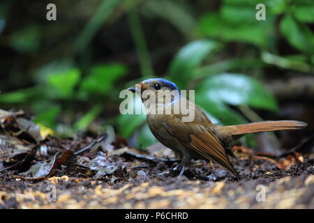 Grandi niltava (Niltava grandis) decorata in Da lat, Vietnam Foto Stock