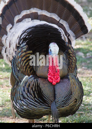 Un strutting Wild Turchia gobbler. Foto Stock