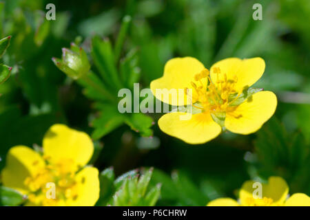 Tormentil (potentilla erecta), in prossimità di un unico fiore. Foto Stock