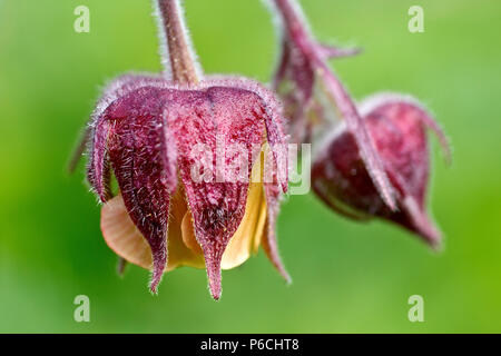 Acqua (Avens geum rivale), talvolta chiamato Billy pulsante, close up di un singolo fiore con un bocciolo in background. Foto Stock