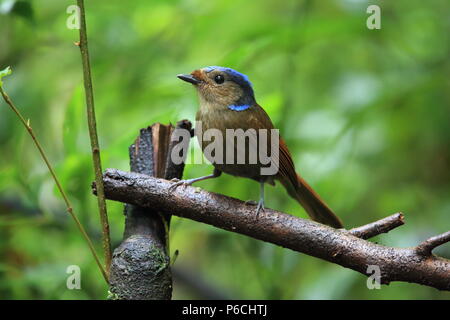 Grandi niltava (Niltava grandis) decorata in Da lat, Vietnam Foto Stock