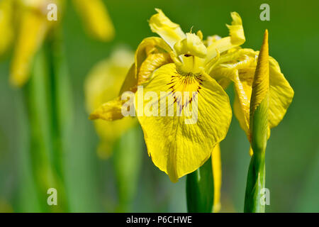 Iris gialla (Iris pseudacorus), noto anche come bandiera gialla, close up di un unico fiore con boccioli. Foto Stock