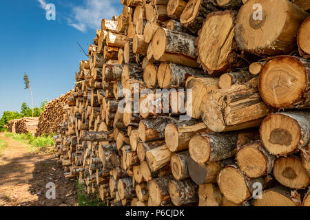 Grande quantità di abbattimento di alberi dopo un vento di tempesta Foto Stock