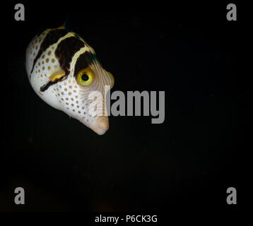 Carino Sharpnose puffer: Canthigaster rostrata, sulla Giant Clam sito di immersione, Puerto Galera, Filippine Foto Stock