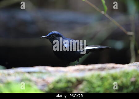 White-tailed robin (Myiomela leucura) in Da lat, Vietnam Foto Stock