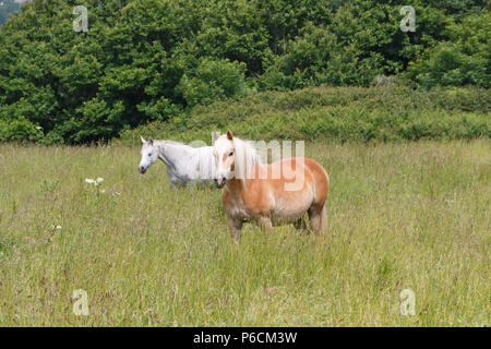 Due bay e cavalli grigi in un campo in Bretagna durante la primavera Foto Stock