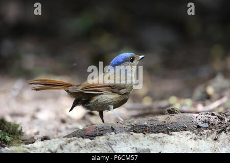 Grandi niltava (Niltava grandis) decorata in Da lat, Vietnam Foto Stock