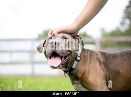 Un felice Pit Bull Terrier di razza cane cercando come suo proprietario animali domestici si Foto Stock