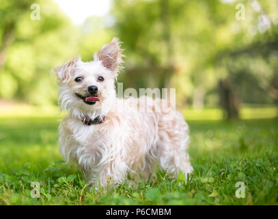 Un grazioso piccolo di razza cane con un montante orecchio e un orecchio floppy Foto Stock
