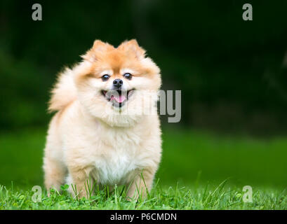 Un simpatico cane di Pomerania con una felice espressione Foto Stock