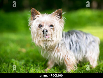 Un simpatico Yorkshire Terrier cane il suo incollaggio con la lingua fuori Foto Stock