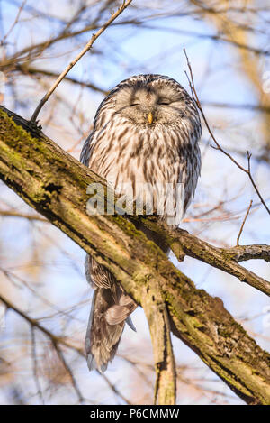 Ural owl napping Foto Stock