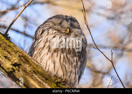 Ural owl napping Foto Stock