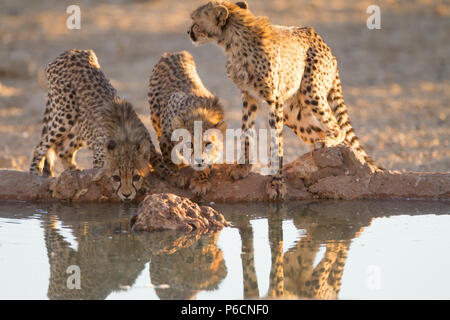 Cheetah Cubs acqua potabile da un laghetto Foto Stock