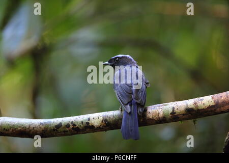 Grandi niltava (Niltava grandis) decorata in Da lat, Vietnam Foto Stock