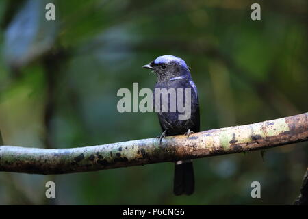 Grandi niltava (Niltava grandis) decorata in Da lat, Vietnam Foto Stock