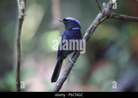 Grandi niltava (Niltava grandis) decorata in Da lat, Vietnam Foto Stock