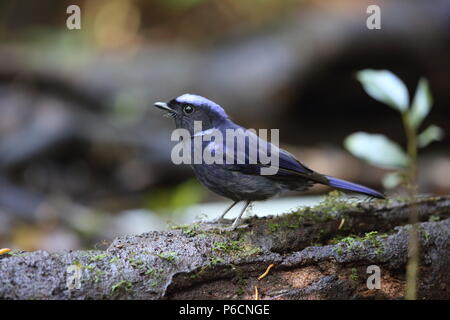 Grandi niltava (Niltava grandis) decorata in Da lat, Vietnam Foto Stock