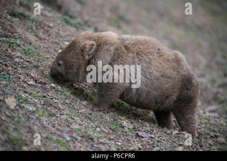 Wombat comune a piedi sul lato nord ovest della Tasmania australia Foto Stock