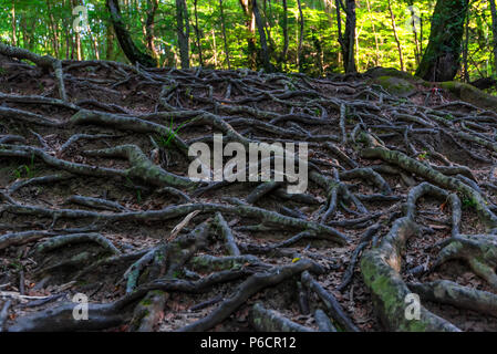 Radici di albero sulla foresta vicino Foto Stock