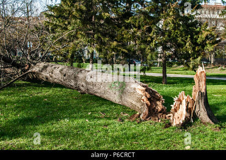 Caduto albero di grandi dimensioni nel parco della città a causa di una forte tempesta Foto Stock