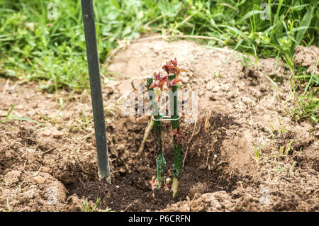 I germogli di Rose crescono su arbusti piantati in primavera in un foro riempito con il compost in giardino rurale Foto Stock
