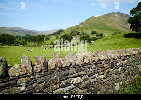 Lakeland in pietra a secco di ardesia muro di pietra con campi e colline vicino a Grasmere nel Lake District Cumbria Inghilterra England Regno Unito Foto Stock