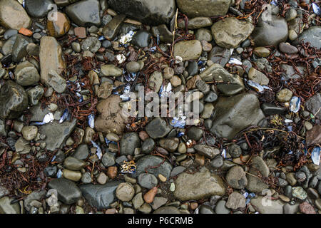 Spiaggia Spiaggia di roccia, di ghiaia e di gusci blu pattern Foto Stock