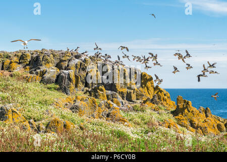 I puffini flying Rocks off sulla isola di maggio, Scozia come un gabbiano grande terre vicino da Foto Stock