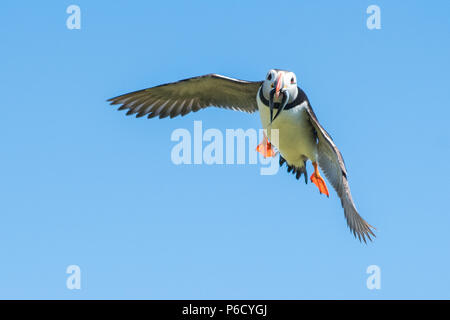 Puffin - Atlantic Puffin - volare con becco pieno di cicerelli pesce - Fratercula arctica - in volo, Isola di maggio, Scotland, Regno Unito Foto Stock