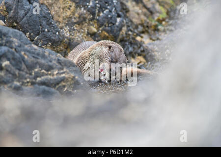 Eurasian o Lontra europea (Lutra lutra) sulla costa di Yell, Shetland mangiare un pesce pescato in un vicino kelp bed. Foto Stock