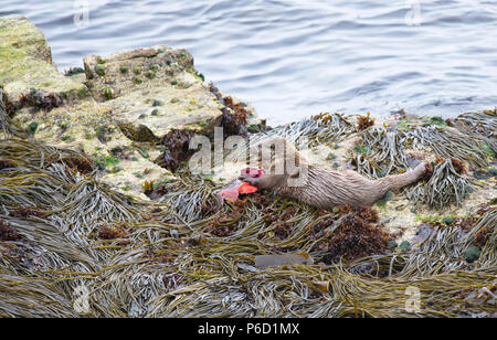 Eurasian o Lontra europea (Lutra lutra) sulla costa di Yell, Shetland mangiare un pesce lumpsucker (Cyclopterus lumpus) catturati in un vicino kelp bed. Foto Stock