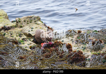 Eurasian o Lontra europea (Lutra lutra) sulla costa di Yell, Shetland mangiare un pesce lumpsucker (Cyclopterus lumpus) catturati in un vicino kelp bed. Foto Stock