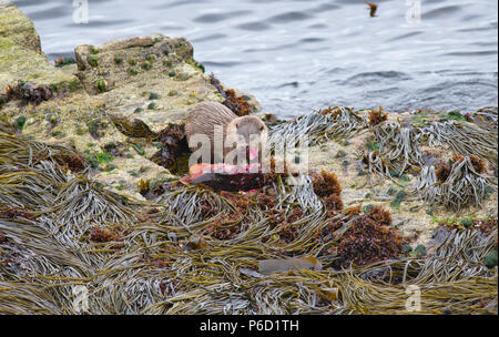 Eurasian o Lontra europea (Lutra lutra) sulla costa di Yell, Shetland mangiare un pesce lumpsucker (Cyclopterus lumpus) catturati in un vicino kelp bed. Foto Stock