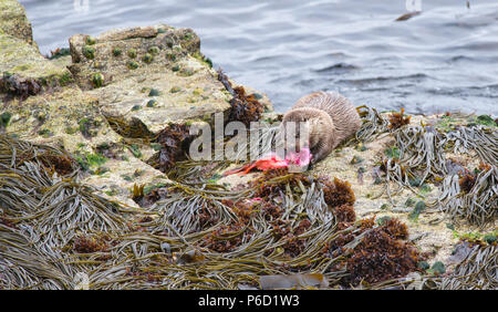 Eurasian o Lontra europea (Lutra lutra) sulla costa di Yell, Shetland mangiare un pesce lumpsucker (Cyclopterus lumpus) catturati in un vicino kelp bed. Foto Stock