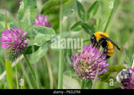 Un grande giallo e nero Bumble Bee si siede su un fiore rosa. Foto Stock