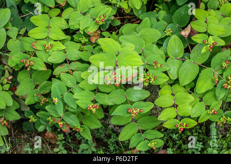 Red giovani frutti di Hypericum androsaemum Foto Stock