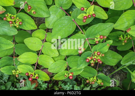 Red giovani frutti di Hypericum androsaemum Foto Stock