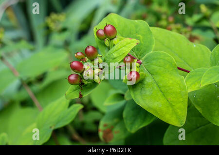 Red giovani frutti di Hypericum androsaemum Foto Stock