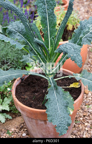 Brassica oleracea acephala. Giovani "Cavolo nero di Toscana' impianto in una pentola. Regno Unito. Tuscan Kale / cavolo nero Foto Stock