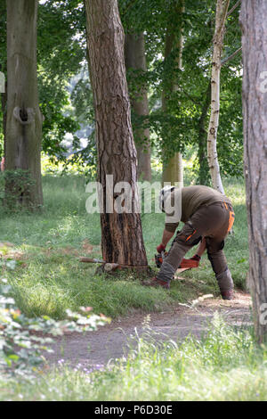 Uomo di abbattere un albero a RHS Wisley Gardens, Surrey, Regno Unito Foto Stock