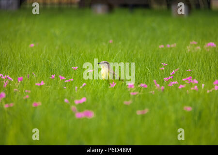 Bovini tiranno bird (Machetornis rixosa) su un erba alta campo verde con fiori di colore rosa a Bosques de Palermo (Palermo boschi) - Buenos Aires, Argentina Foto Stock