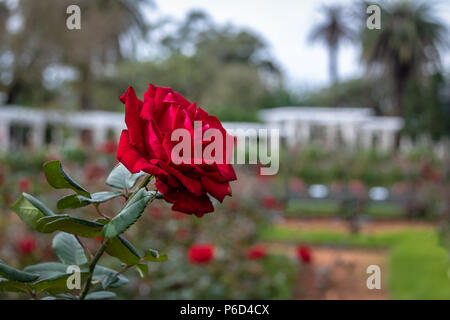 Red Rose a El Rosedal Rose Park a Bosques de Palermo (Palermo boschi) - Buenos Aires, Argentina Foto Stock