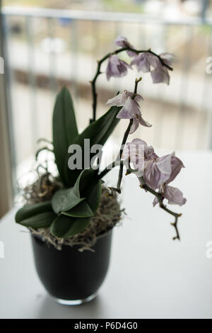 Lilla appassiti orchid orchidaceae vicino fino in vaso sul tavolo verde foglia Foto Stock