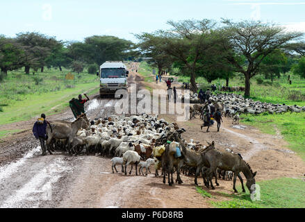 In Uganda, Karamoja, Kotido, tribù Karamojong, pastore con allevamento di bestiame su strada, cinese carrello Fuso / Hirten mit Vieh auf der Sandpiste Foto Stock